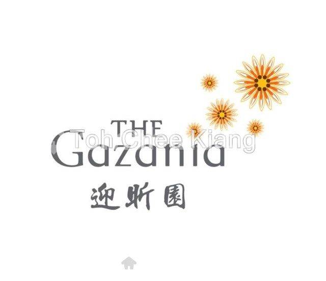 The Gazania