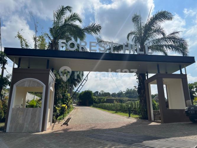 Forest Hill - Image 3