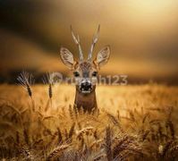 Siap Huni, Rumah, 2 Lantai, SHM, bisa Take Over,