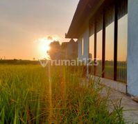 For Rent Villa Rice Field View Ubud 10 Menutes From Sentral Ubud Is In The Middle Of A Large Rice Field, Rice Field View Sayan 10 Menutes From Central Ubud Gianyar, Mongkey Forest Ubud Gianyar Bali For Rent Villa Ubud Gianyar 10 Menit Ke Central Ubud Mong
