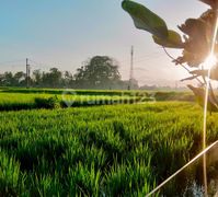 For Rent Villa Rice Field View 10 Menutes From Sentral Ubud Gianyar Bali