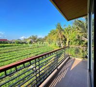 Pemandangan Sawah Khas Daerah Ubud Murah Saja