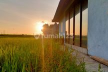 For Rent Villa Rice Field View Ubud 10 Menutes From Sentral Ubud Is In The Middle Of A Large Rice Field, Rice Field View Sayan 10 Menutes From Central Ubud Gianyar, Mongkey Forest Ubud Gianyar Bali For Rent Villa Ubud Gianyar 10 Menit Ke Central Ubud Mong