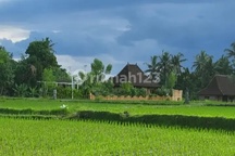 For Rent Villa Rice Field View Ubud Bali10 Menutes From Mongkey Forest Center Ubud Ubud In The Middle Of The Rice Field View Healing, Gianyar Bali 10 Menutes From Mongkey Forest Villa di Ubud Jalan Pure Dalam Banjar Tunon Singakerta Ubud Bali , Gianyar Le