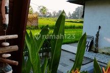 For Rent Villa Ubud Bali 3 Bedroom, Panorama Middle Of A Large Rice Field 10 Menutes From Pepito Supermarket 12 Minutes From Central Ubud Monkey Forest,40 Minutes From Canggu Nyanyi Beach,*5 Minutes From Rusters Cafe Ubud, Kitchen, Washing Machine, Fast W