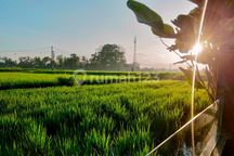 For Rent Villa Rice Field View 10 Menutes From Sentral Ubud Gianyar Bali