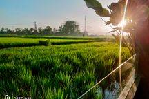 For Rent Villa Avalaible Bungalow, 1 Bedroom Rice Field View 10 Menutes From Mongkey Forest Sentral Ubud Gianyar You Feel The Natural Beauty Of Ubud Which Is Very Authentic Ubud Gianyar Bali Rice Field View Ubud Bali 2 Bedroom Villa Available December 3 A