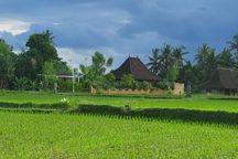 For Rent Villa Ubud Most Beautiful Rice Fields View.*10 Minutes From Central Ubud, Monkey Forest,*40 Minutes From Canggu Nyanyi Beach,*5 Minutes From Rusters Cafe,3 Bedroom 3 Bathroomfully Furnished Kitchen, Washing Machine, Service Area, Fast 