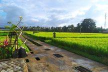 For Rent Villa 3 Bedroom With 3 Bathroom In Ubud The Most Beautiful View Of The Rice Fields Insayan Ubud Bali, 12 Menutes From Central Ubud Monkey Forest 40 Menutes From Canggu Nyanyi Beach,5 Menutes From Rusters Kafe & Pepito Supermarket Sayan Ubud,a