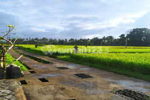 For Rent Villa Rice Field View Only 14 M Per Month Free House Keeping 10 Menutes From Mongkey Forest Center Ubud Bali Indonesia Strategis 40 Menit Dari Canggu Nyanyi Beach Canggu Quit Anda So Many Beautifull Ear Varvara Internasional School Avalaible 2 Be