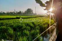 For Rent Villa Rice Field View Bud Gianyar 2 Bedroom N The Middle Of A Large Rice Field, Rice Field View Sayan 10 Menutes From Central Ubud Gianyar, Mongkey Forest Dikontrakkan Villa di Ubud 12 Menit From Central Ubud Mongkey Forest 40 Menutes From Canggu