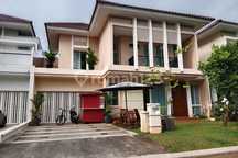 Sutera Pelangii 240 6M