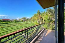 Pemandangan Sawah Khas Daerah Ubud Murah Saja