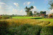 Rumah Sewa Di Ubud View Bagus Lokasi Tenang