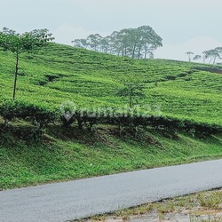 Pabrik Dan Perkebunan Kopi Teh Lokasi Strategis Luas 1760ha Di Cianjur Jawa Barat