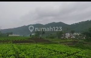 Batu Malang. Desa Sumberejo. Komersial Area