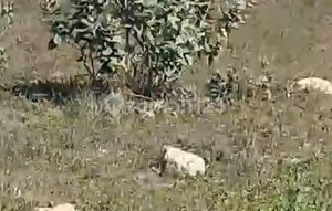 Strategic Land Location in Labuhan Bajo City, Suitable for Hotel or Hospital