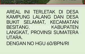 Dijual Kebun Sawit Siap Panen Lokasi Bukit Lawang 360 Ha