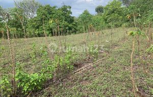 Dijual Tanah Murah di Sikka, Maumere 5 Km Dari Pusat Kota