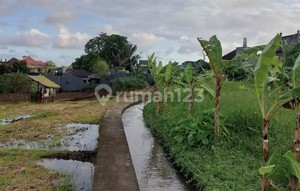 Land for Rent 10 Are SHM in Canggu-Padonan