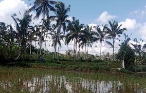 Land for lease ubud Payangan, 20 minutes from central ubud with view jungle, river and ricefield