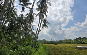 Dijual Murah Tanah View Sawah Asri di Tabanan Bali