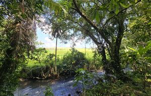For Sale Cheap Land River View Rice Field in Tabanan Bali