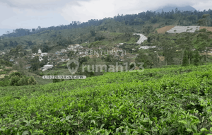 Dijual Tanah Kebun Teh Luas dan Strategis di Ciwidey Bandung