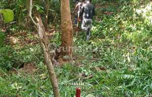 For Sale 2 Hectares Land in Pulonggida Area, Puuwatu Kendari