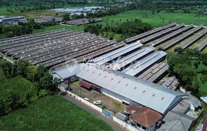Peternakan Telur Siap Pakai, Investasi Menjanjikan, Bedali, Lawang
