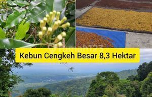 Jarang Ada, Kebun Cengkeh Besar Di Munte Tumpaanaktif Panen, Murah Dan Menghasilkan Pasif Income Pasti.