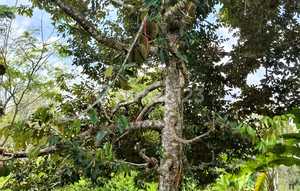 Dijual Tanah Jl Raya Cibeber Cianjur