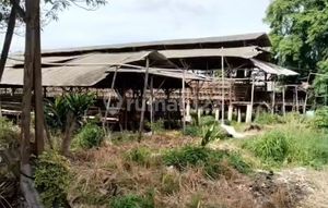 Dijual Peternakan Usaha Ayam Petelur- Daon Rajeg