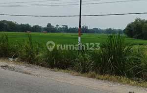 Paddy Land by the Side of Marga Agung Road, Jati Agung, Lamsel