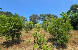 Productive Garden in Cianjur, Cugenang Area, beside the Highway