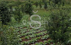 DIJUAL CEPAT DAN MURAH TANAH KEBUN DI GARUT