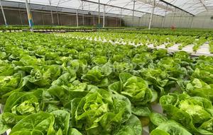 Dijual Tanah Siap Bangun Di Subang Jawa Barat