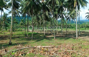 For Sale! 11,490 m2 Land Suitable for Plantation in Lolak - North Sulawesi!