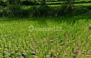 Di Sewakan Tanah Full View Sawah di Pejeng Ubud