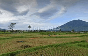 Land For Sale in Pakan Labuah Tigo Baleh Bukittinggi