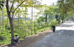 Lowering Land Sale Price on Main Road Jl Raya Cicalengka Over 2 Hectares. Ready for Warehouse/Factory/Housing Development - Provincial Road