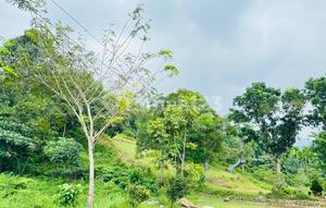 Dijual Cepat Wisata Alam Tiger Camp Di Lubuk Minturun Padang