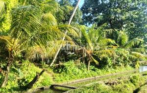 5350 SQM YELLOW ZONE LAND FOR LEASE IN UBUD - BALI
