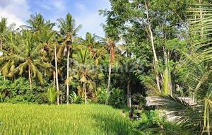 Riverside Land For Leasehold In Lodtunduh Ubud Yellow Zone