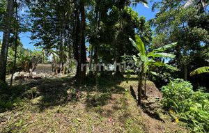 Dijual Lahan Los Sungai Lokasi Ubud View Sawah Sungai Dan Jungle