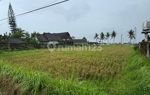 For Sale Cheap Land Ubud Rice Field View SHM Villa Area
