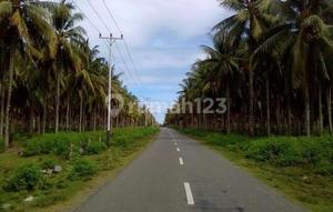 Mega Investment - Coconut Land ± 678 Hectares in Bangketa & Tobelombang Villages, Bunta Sub-District, Banggai Regency, Central Sulawesi