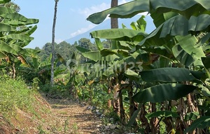 Jual Tanah di Pandeglang, 10 Menit Alun alun Pandeglang