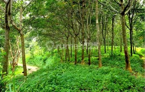 Lahan Perkebunan Dijual