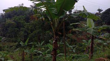 Gambar 4 Lokasi buat ternak & yayasan juga Berkebun buah di nanggung bogor barat